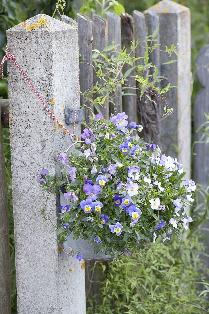 Zink-Eimerchen mit Viola cornuta (Hornveilchen) an Torpfosten gehängt