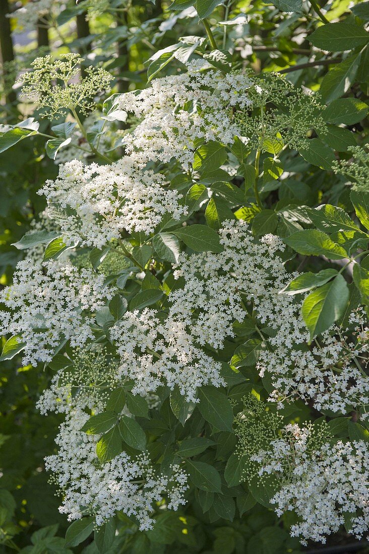 Blühender Holunder (Sambucus nigra) am Gartenzaun