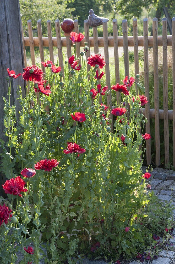 Papver somniferum (opium poppy) with red flowers in front of fence