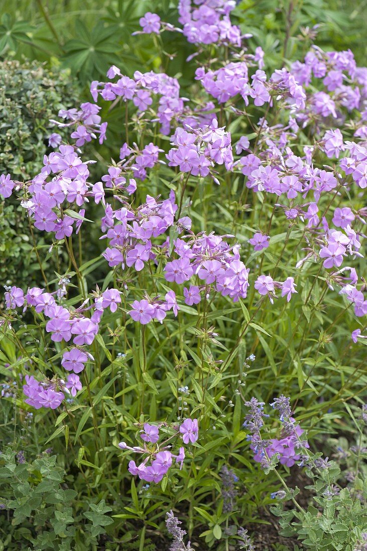 Phlox stolonifera 'Homefire' (Wander - Phlox , Fruehsommerphlox)