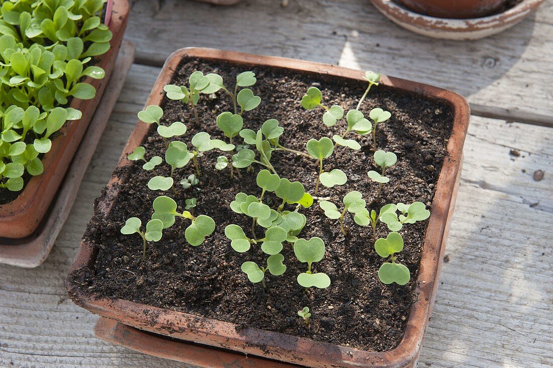 Sämlinge von Rucola (Eruca sativa) in Terracotta - Schale