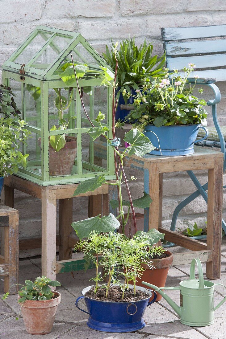 Early summer terrace with herbs and self-grown seedlings