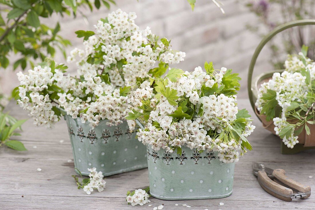 Maiengruen mit weissen Blüten : Zweige von Crataegus (Weissdorn)