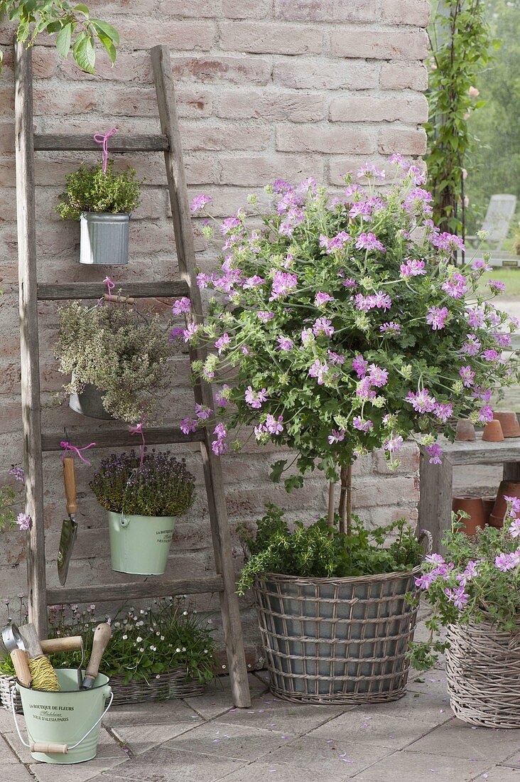 Pelargonium 'Pink Champagne' (Duftgeranie) Staemmchen unterpflanzt