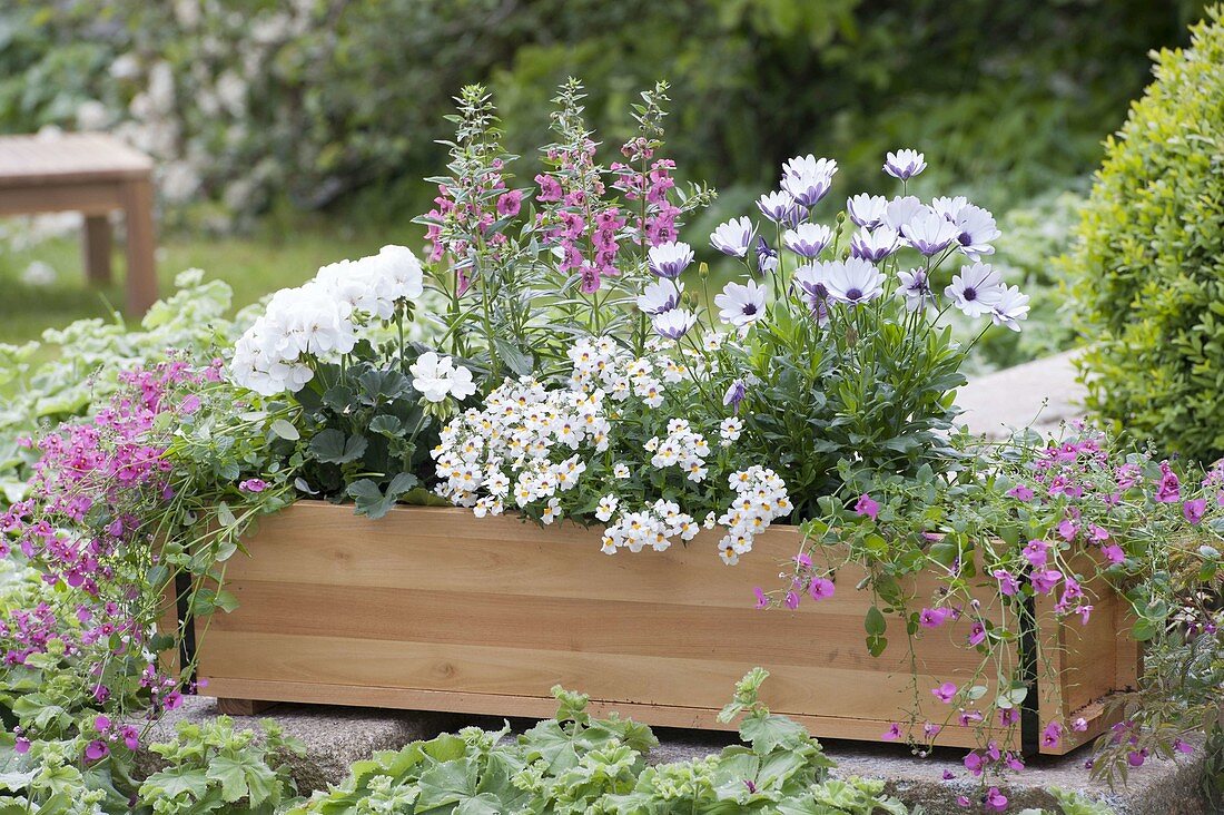 Pink-white planted wooden box on brick wall