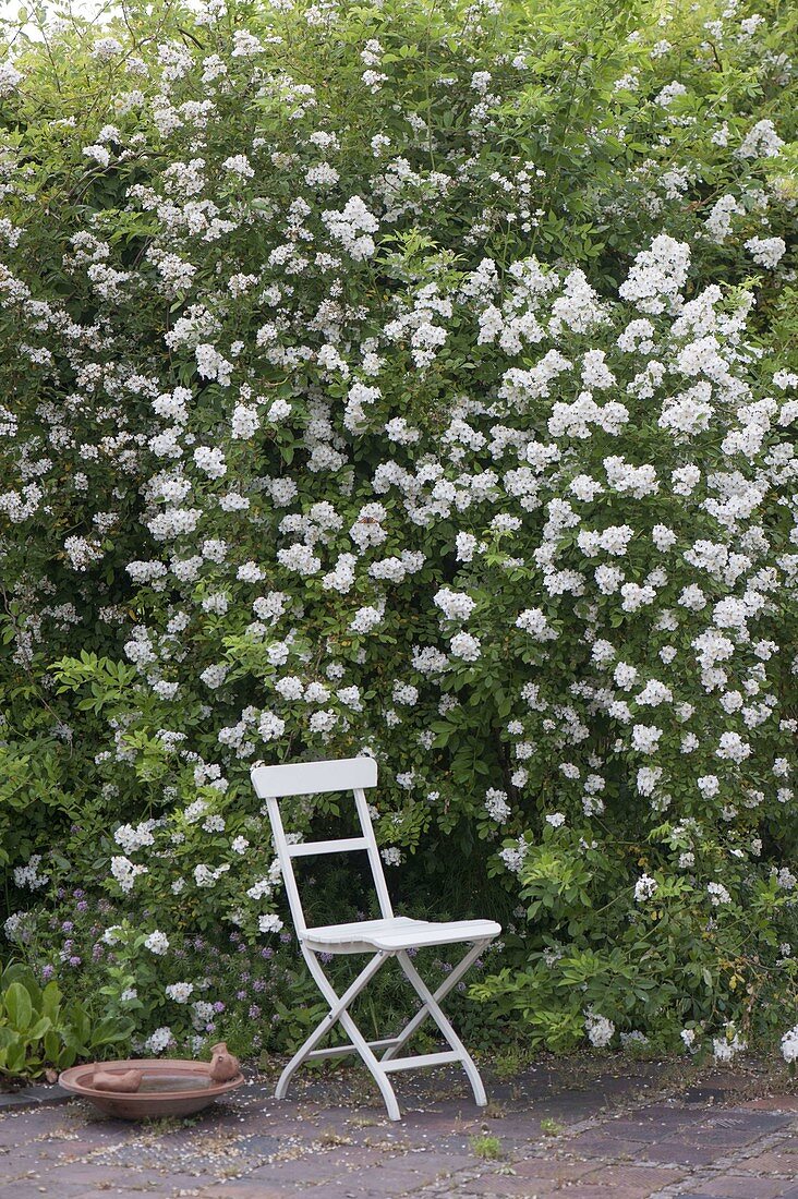 Sitzplatz neben duftender Rosa multiflora (Vielblütiger Rose), Vogeltränke