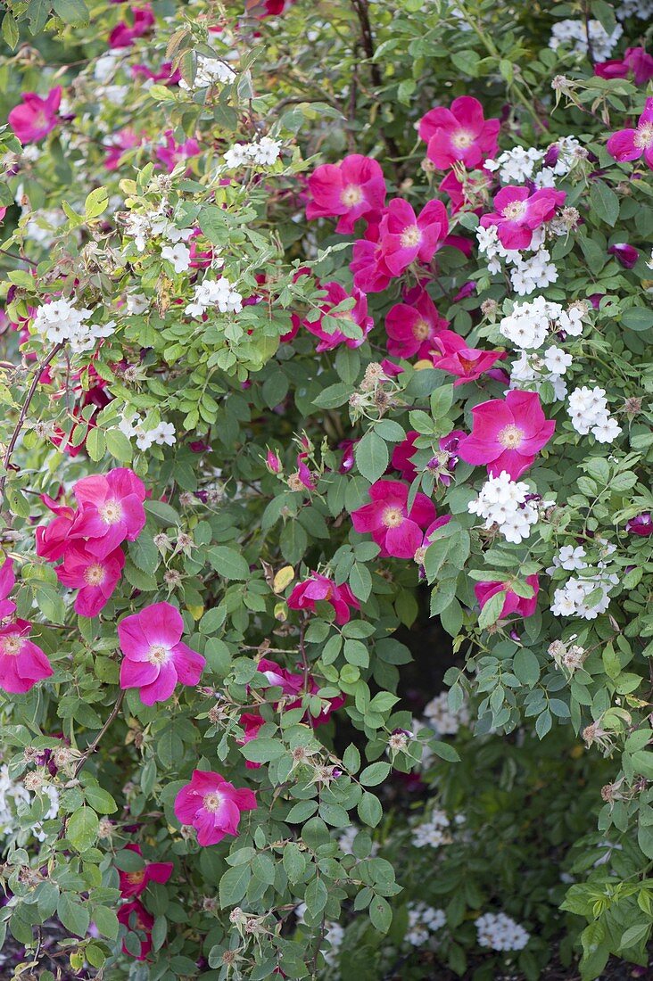 Rosa gallica 'Scharlachglut' und R. multiflora (Rosen) wachsen ineinander
