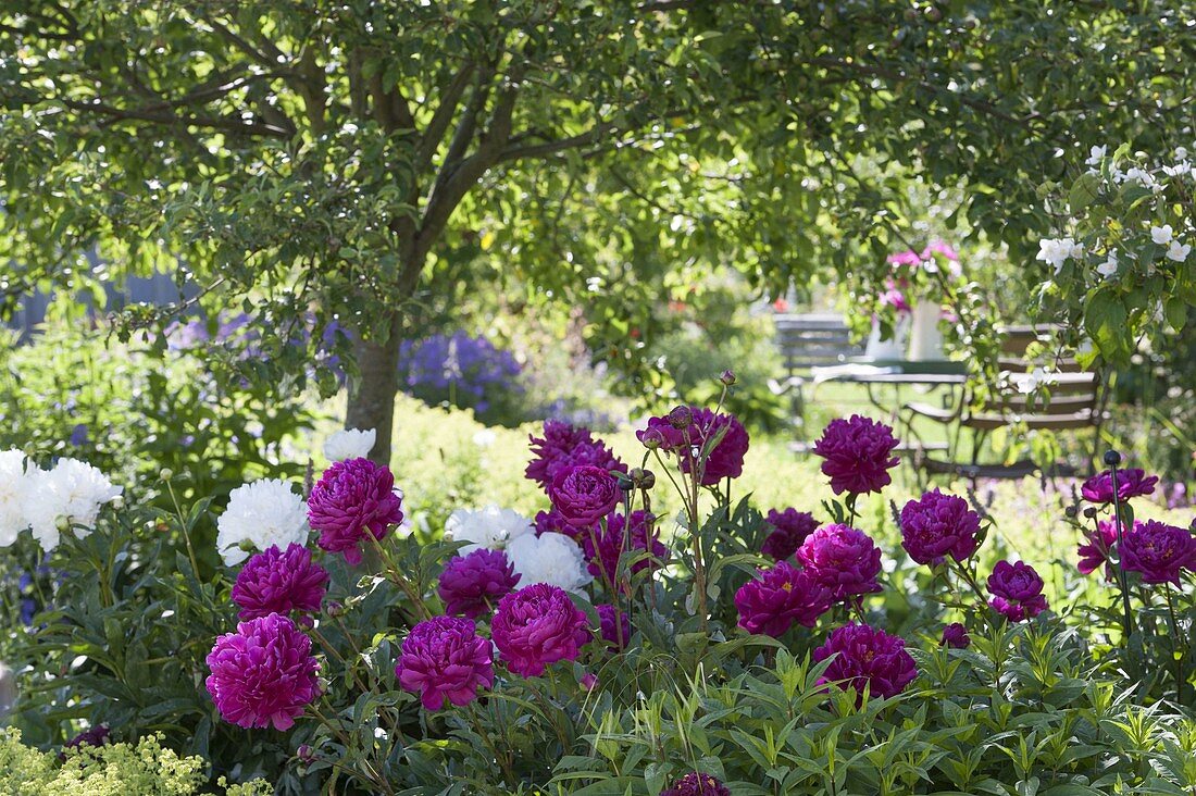 Flower bed with Paeonia lactiflora under the apple tree