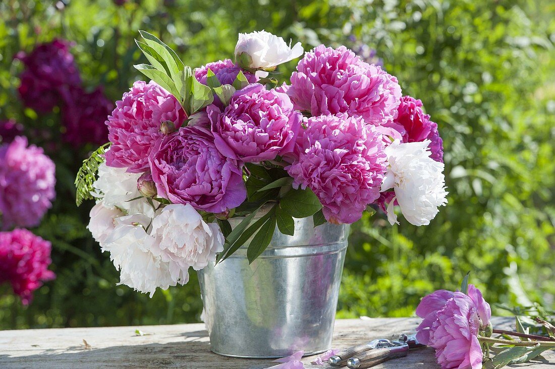 Pink - weisser Strauss aus Paeonia (Pfingstrosen) in Zink - Topf