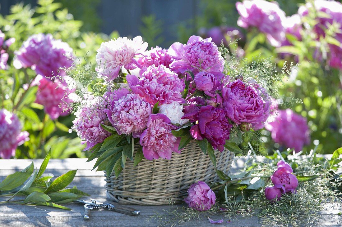 Gesteck aus Paeonia (Pfingstrosen) mit Gräsern im Korb