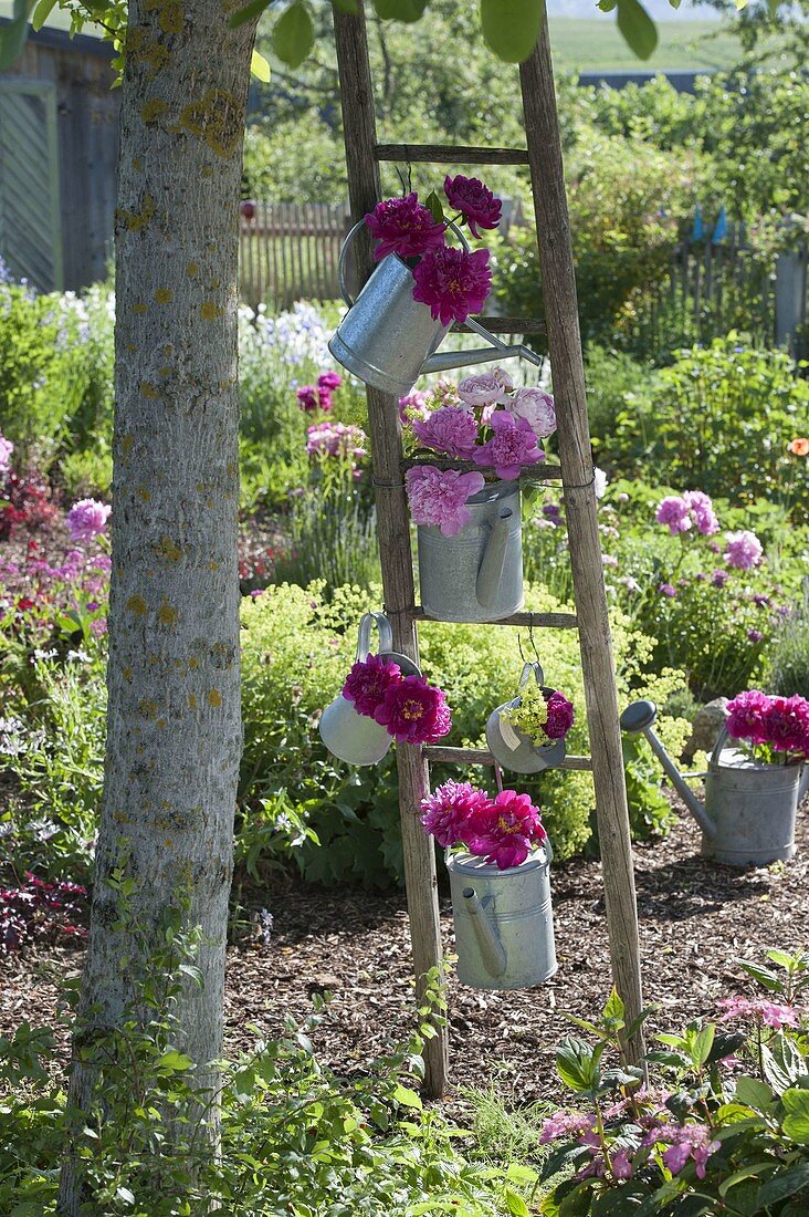 Paeonia (peony) in watering cans hung on old wooden ladder