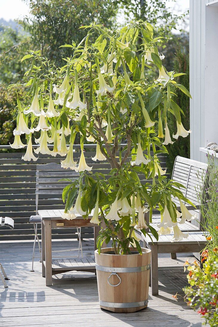 Brugmansia arborea Hybride 'Sunny' (Engelstrompete)