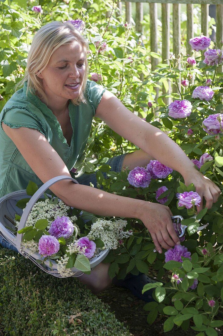 Frau schneidet Blüten von Rosa (Rosen), Korb mit Rosenblueten