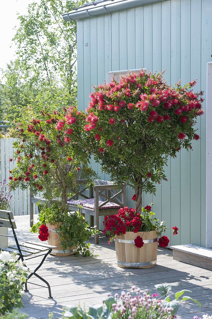 Blossoming callistemon in wooden buckets on terrace