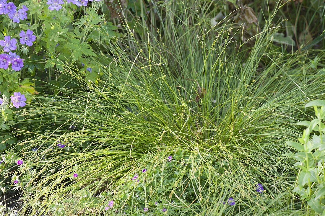Isolepis cernua syn. Scirpus cernuus 'Fiber Optik Grass'