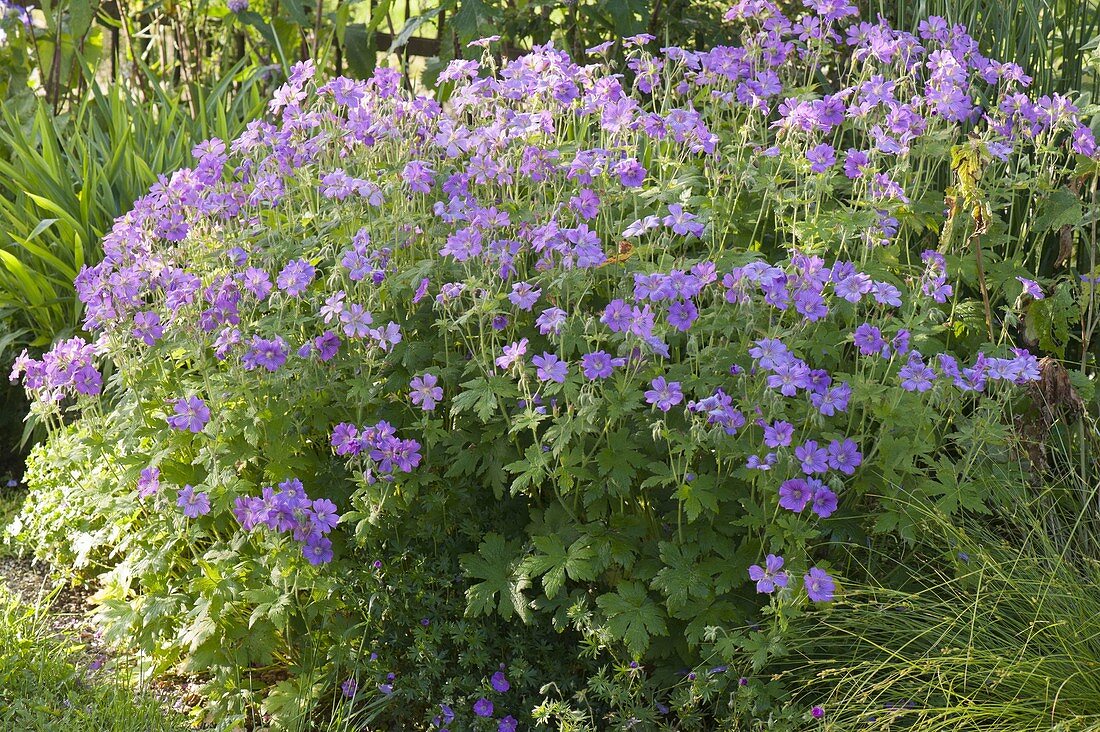 Geranium pratense 'Johnson's Blue' (cranesbill)