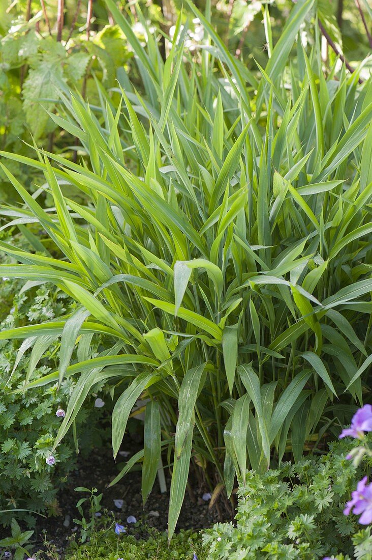Uniola latifolia syn. Chasmanthium latifolium (Plattae grass)