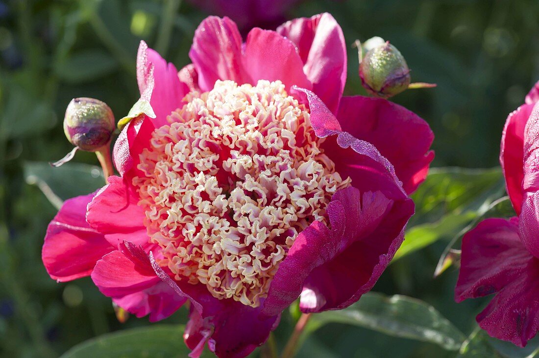 Paeonia lactiflora 'Tom Eckardt' (Edel-Pfingstrose)