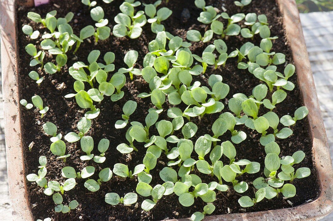 Seedlings of green salad in terracotta bowl