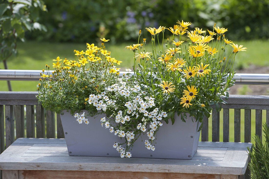 Grauer Holzkasten bepflanzt mit Osteospermum 'Mango' (Kapkörbchen)