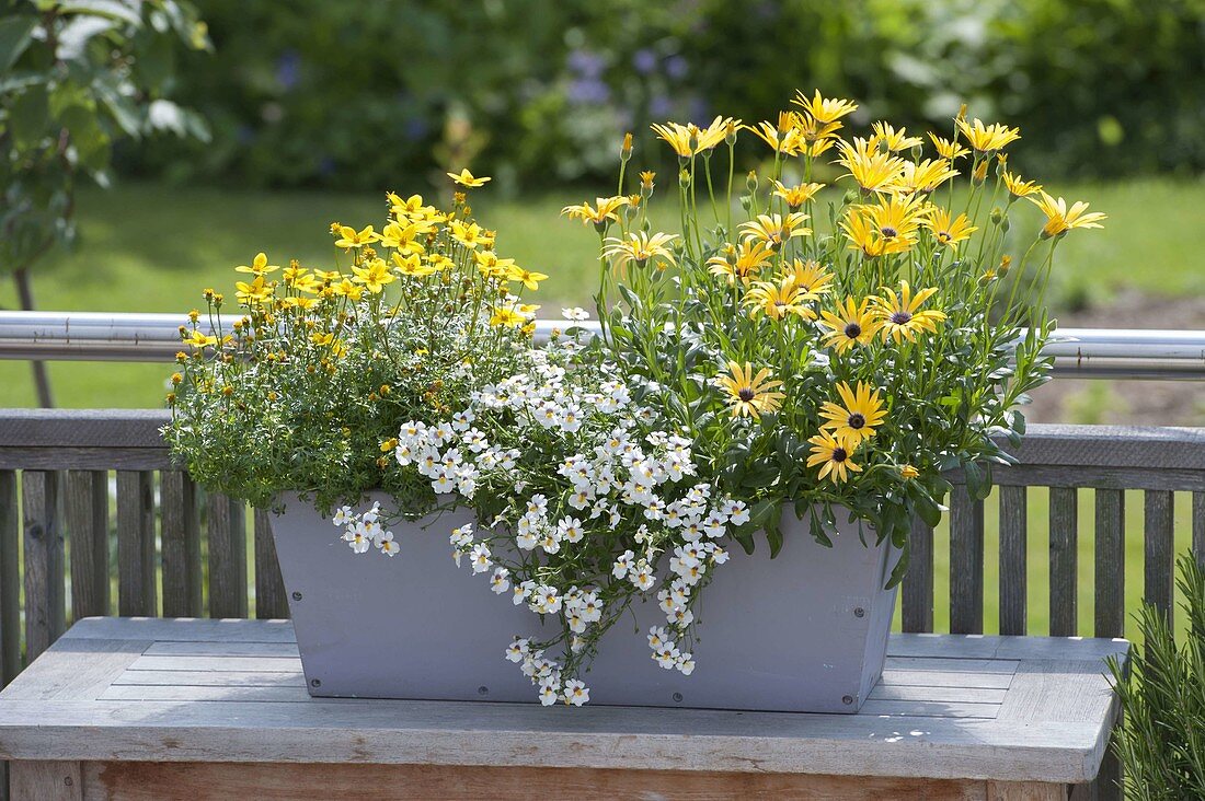 Gray wooden box planted with Osteospermum 'Mango' (cape baskets)