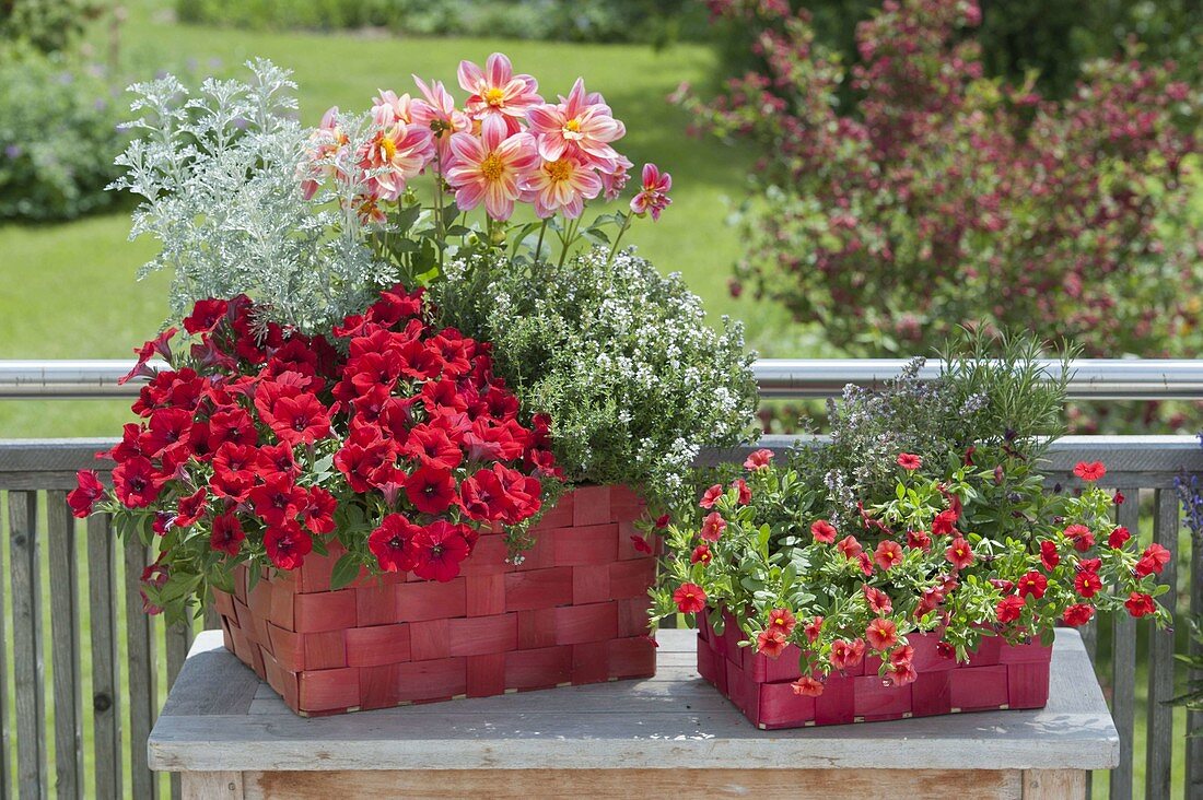 Red wicker baskets planted with Dahlia, Petunia 'Deep Red'