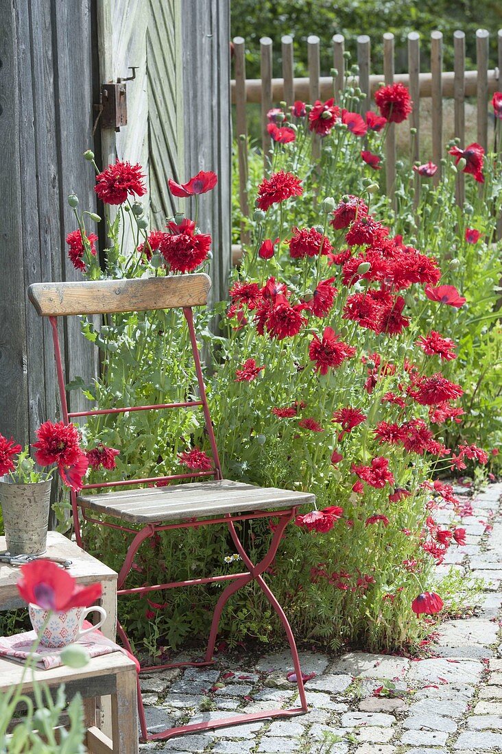 Chair next to Papaver somniferum 'Red Pom Pom' (opium poppy)