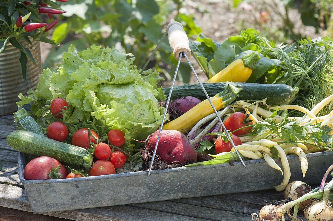 Metal basket with freshly harvested vegetables, tomatoes