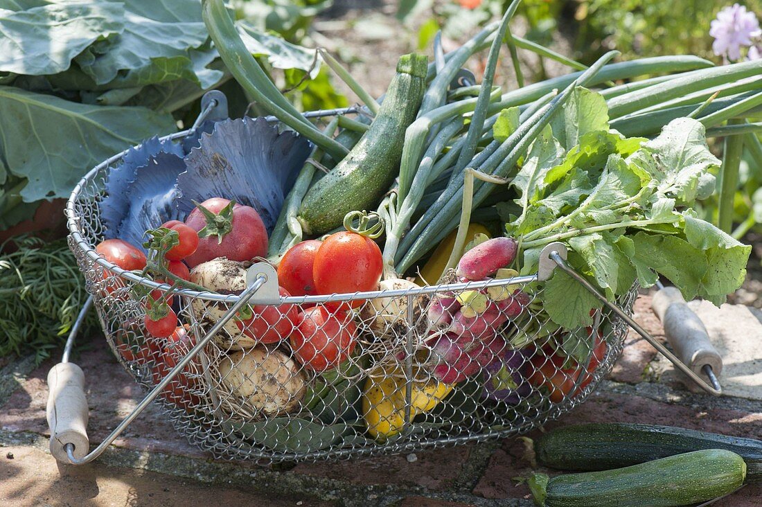 Wire basket with freshly harvested vegetables, zucchini
