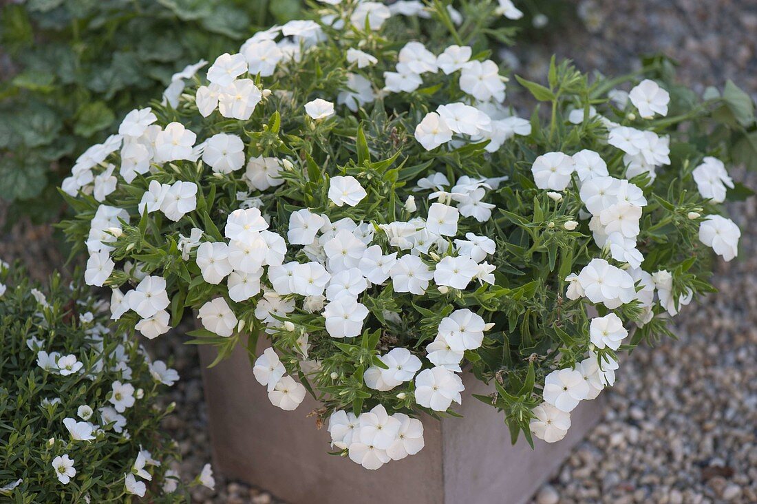 Phlox drummondii 'Century White' (Sommerphlox)