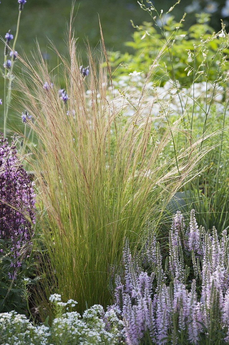 Stipa pennata (Velvet feather grass)