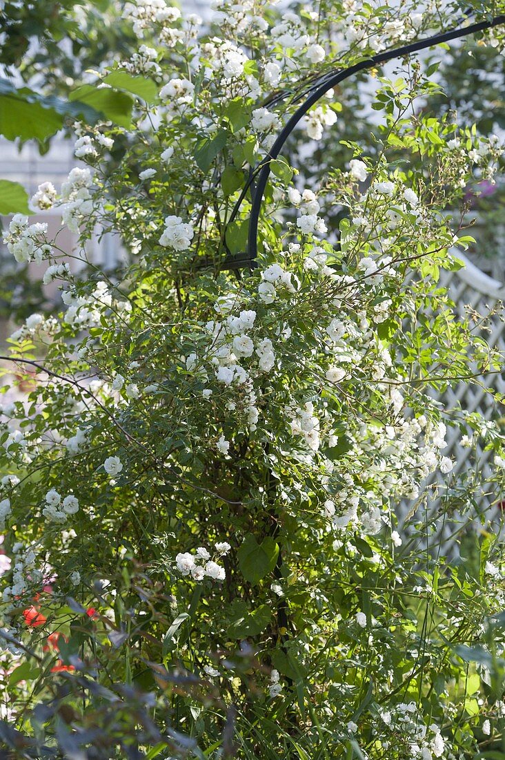 Rosa 'Unschuld' (Kletterrose) am Rosenbogen, oefterbluehend, starker Duft