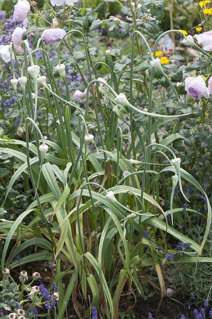 Knoblauch (Allium sativum) mit Rosen