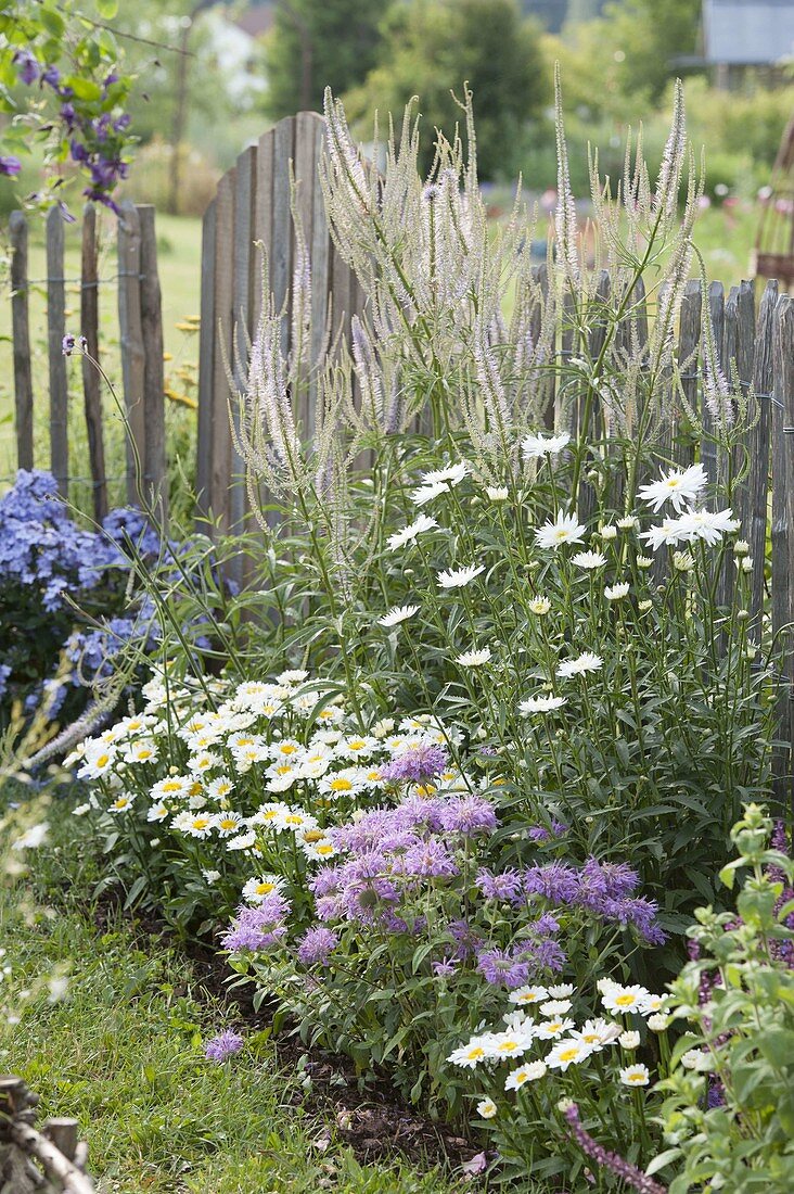 Staudenbeet am Gartenzaun : Veronicastrum virginicum 'Diana'