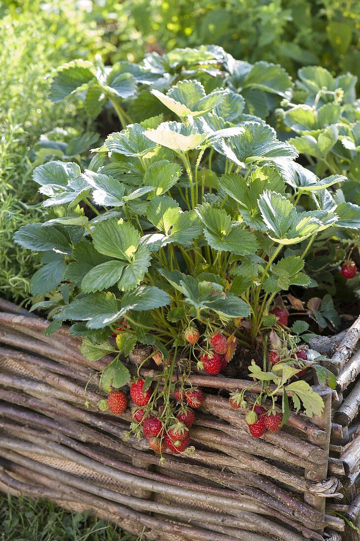 Strawberry 'sonata' in bed with hazel grove border