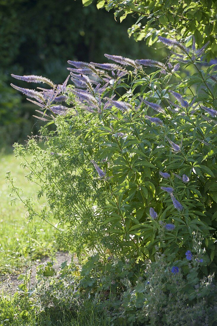 Veronicastrum virginicum syn. Veronica virginica (Arzneiehrenpreis)