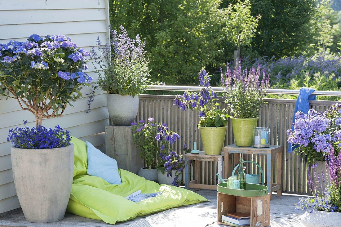 Blauer Balkon mit Sitzsack : Hydrangea 'Blaumeise' (Hortensien - Stamm)