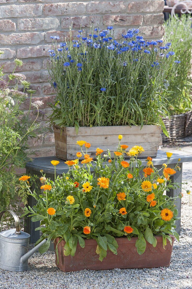 Boxes with sown summer flowers