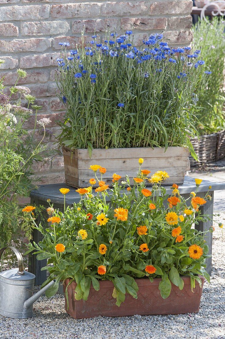 Kästen mit ausgesaeten Sommerblumen