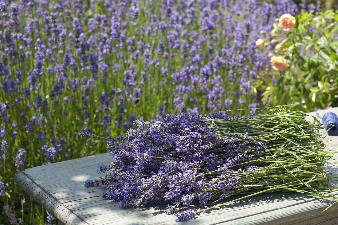 Lavender harvest in the farm garden