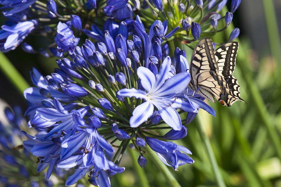 Schwalbenschwanz (Papilio machaon)