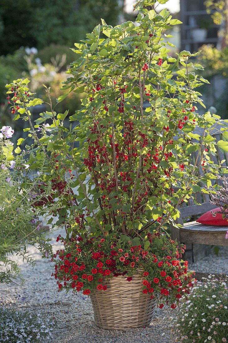Rote Johannisbeeren 'Rolan' (Ribes rubrum) unterpflanzt mit Calibrachoa