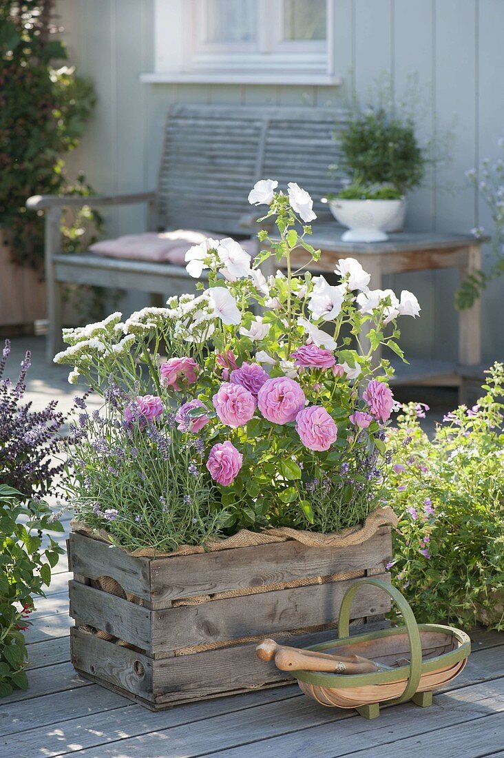 Old wooden box planted with pink 'Hunyard', by Poulsen
