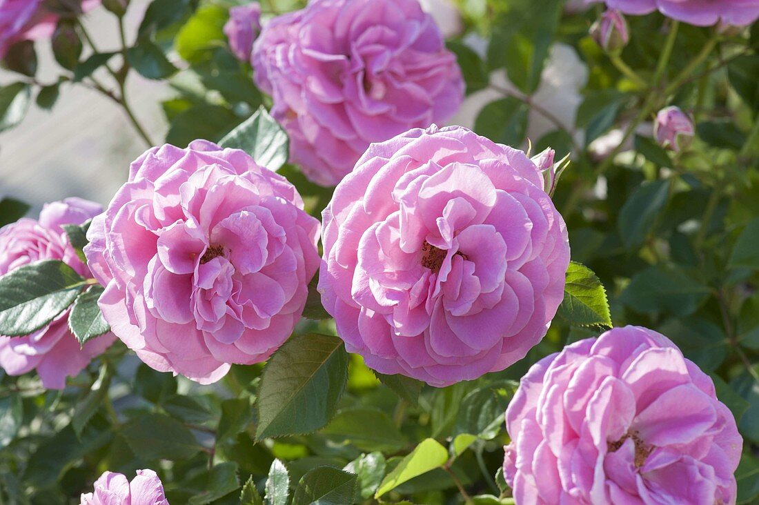 Rosa 'Hunyard' (Castle - Rose), oefterbluehend , gesund, wenig oder kein Duft