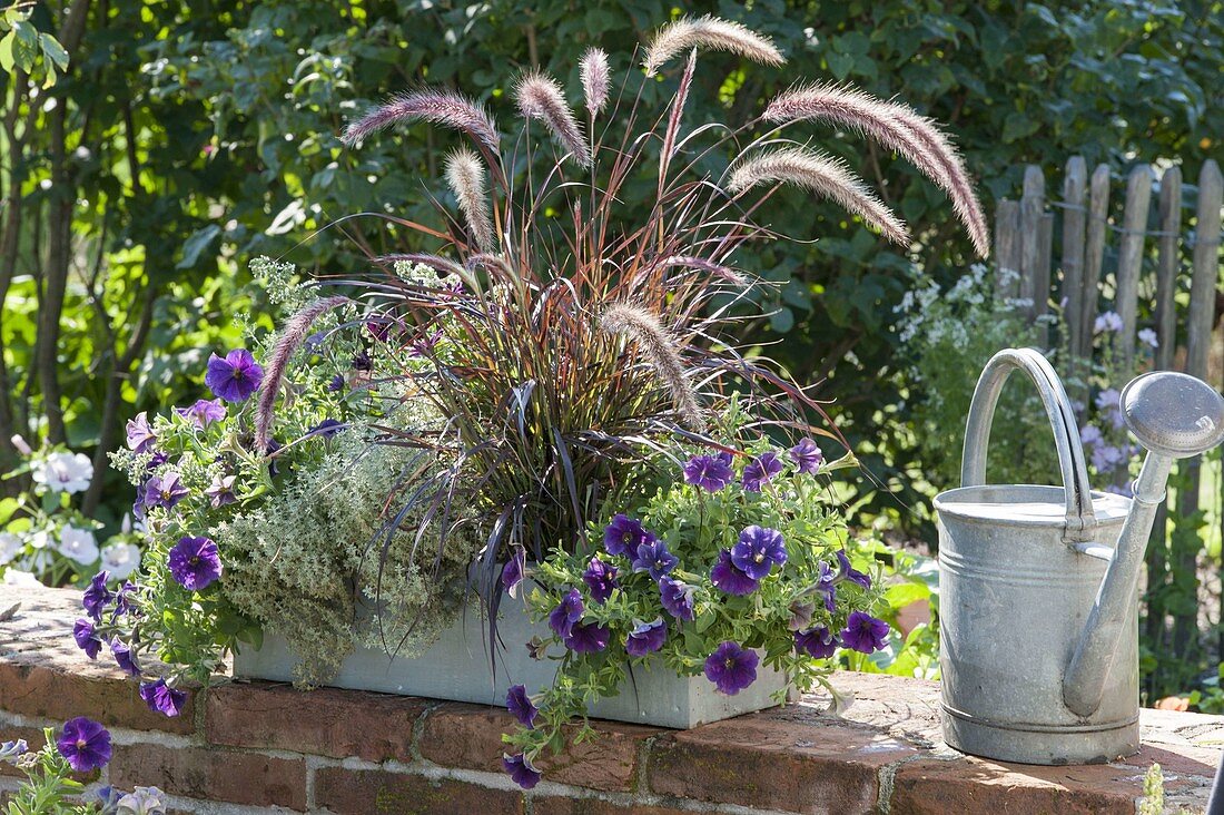 Kasten mit Petunia Crazytunia 'Stonewashed' (Petunien), Pennisetum rubrum