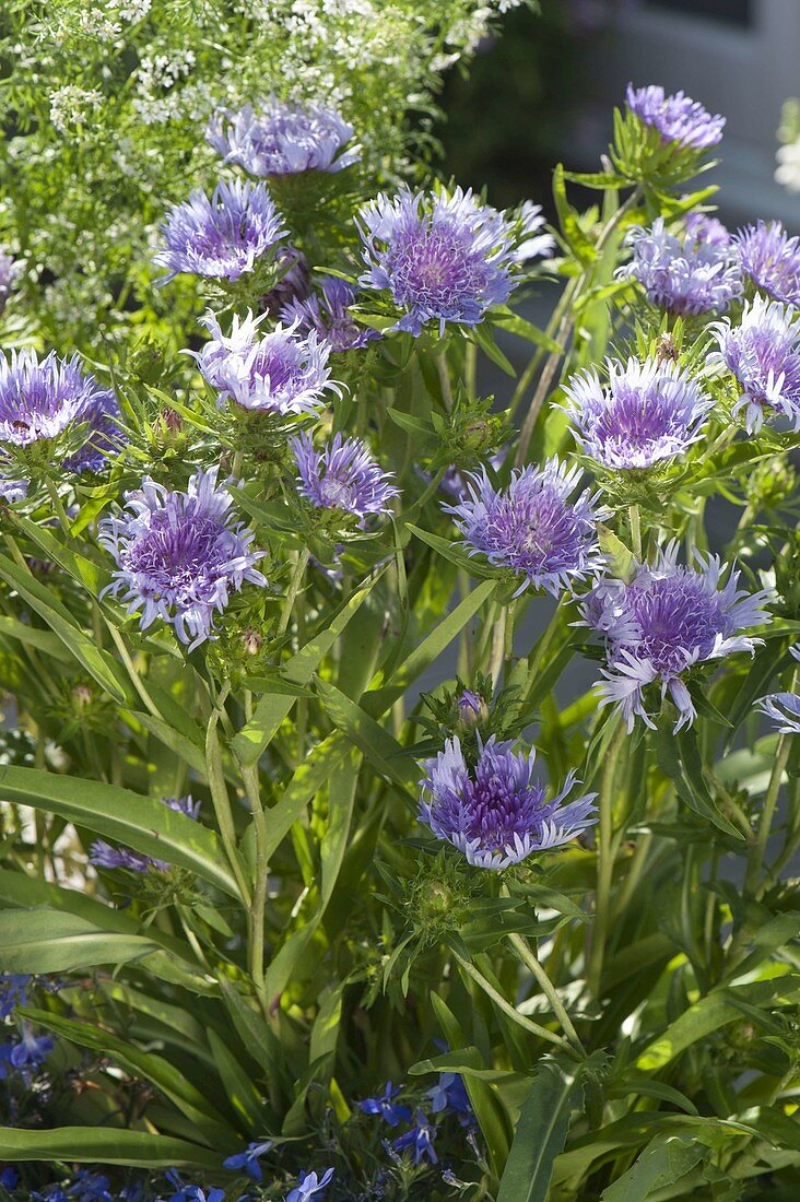 Stokesia laevis 'Mels Blue' (Kornblumenaster)