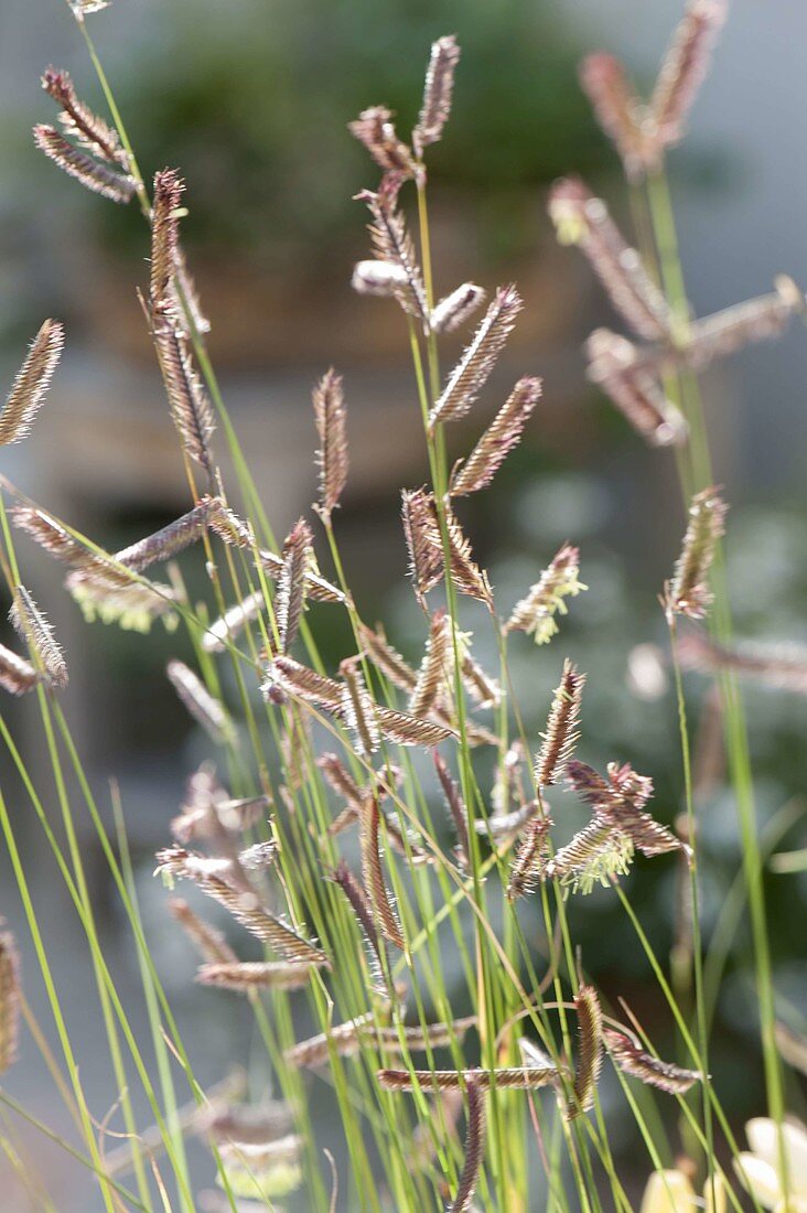 Bouteloua gracilis (Moskitogras)