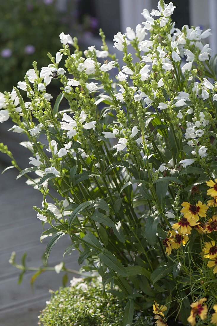 Physostegia virginiana 'Summer Snow' - Gelenkblume