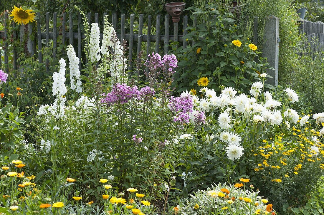 Bed with white dahlias and perennials