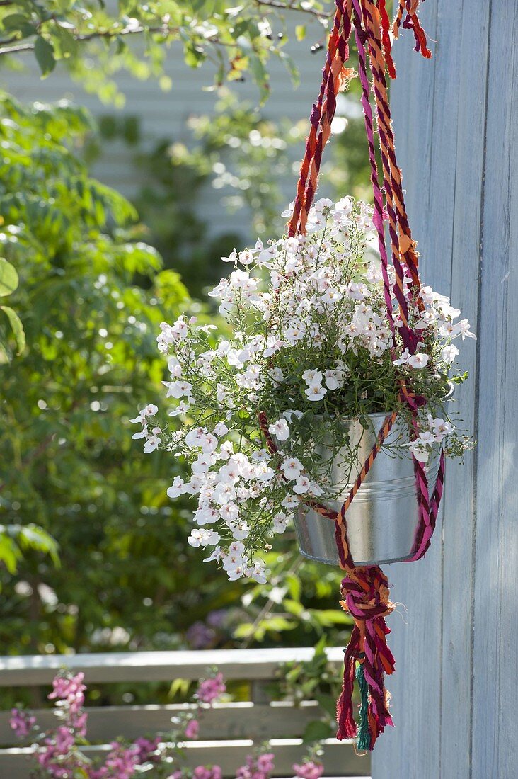 Hanging macrame basket made of colorful ribbons with Diascia Breeze 'Pastel'